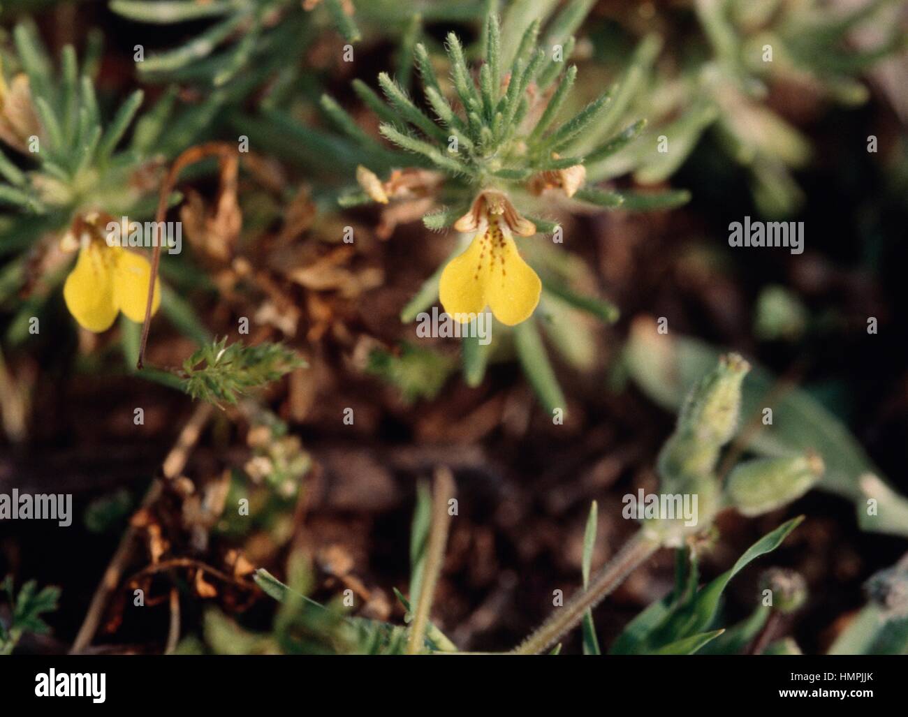 Südlichen Bugle (Ajuga Iva), Lamiaceae. Stockfoto