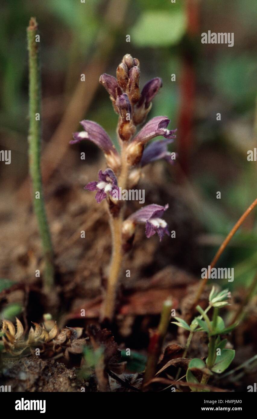 Roman oder Besen-Vergewaltigung (Orobanche Schultzii), Orobanchaceae. Stockfoto