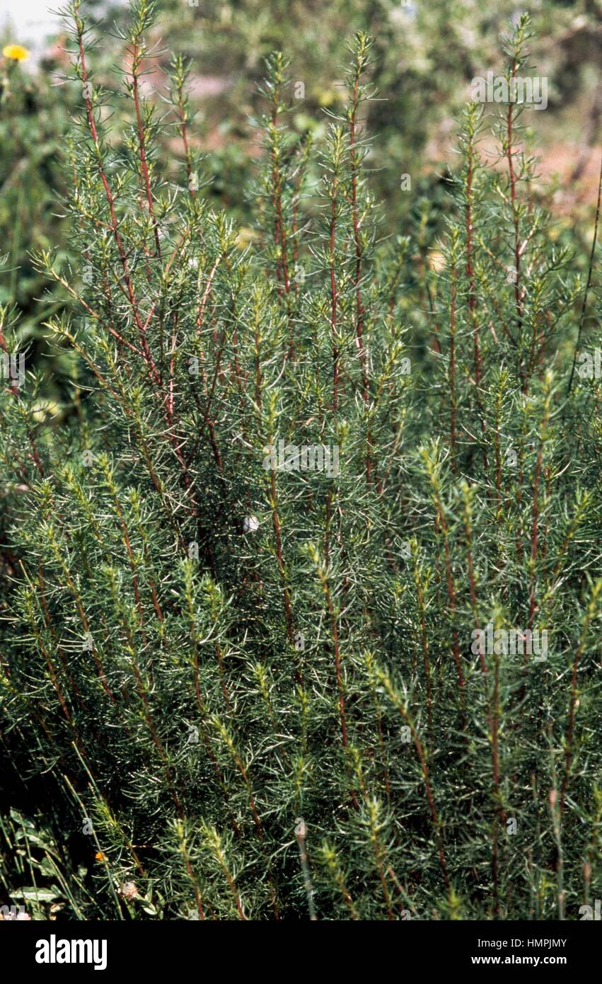 Artemisia Campestris Subsp Variabilis, Asteraceae. Stockfoto