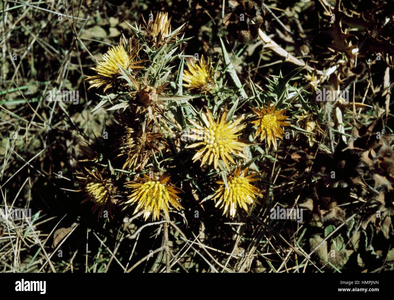 Gruppierte Carline Thistle (Carlina Corymbosa), Asteraceae. Stockfoto