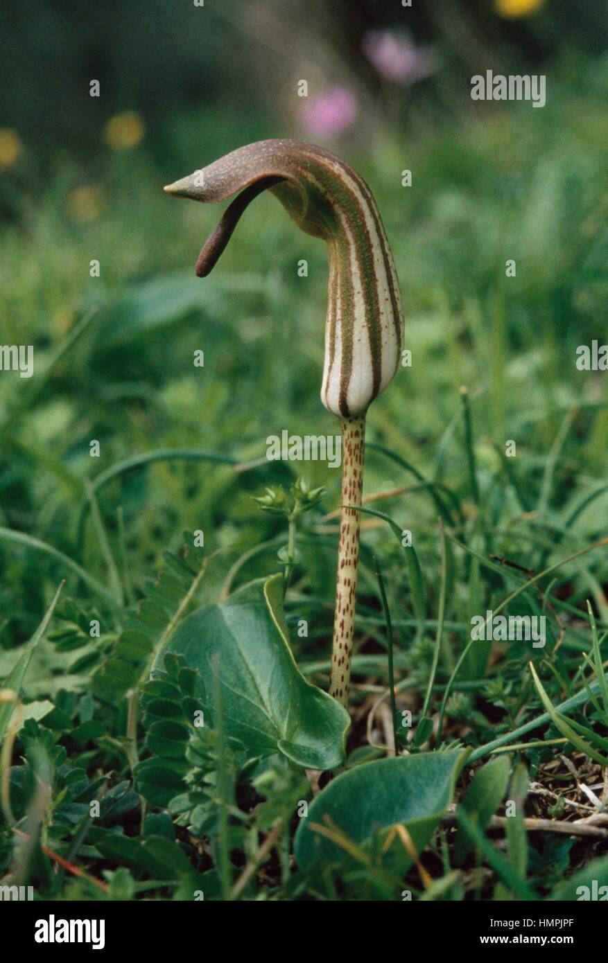 Mönchs Kutte oder Larus (Arisarum Vulgare), Aronstabgewächse. Stockfoto