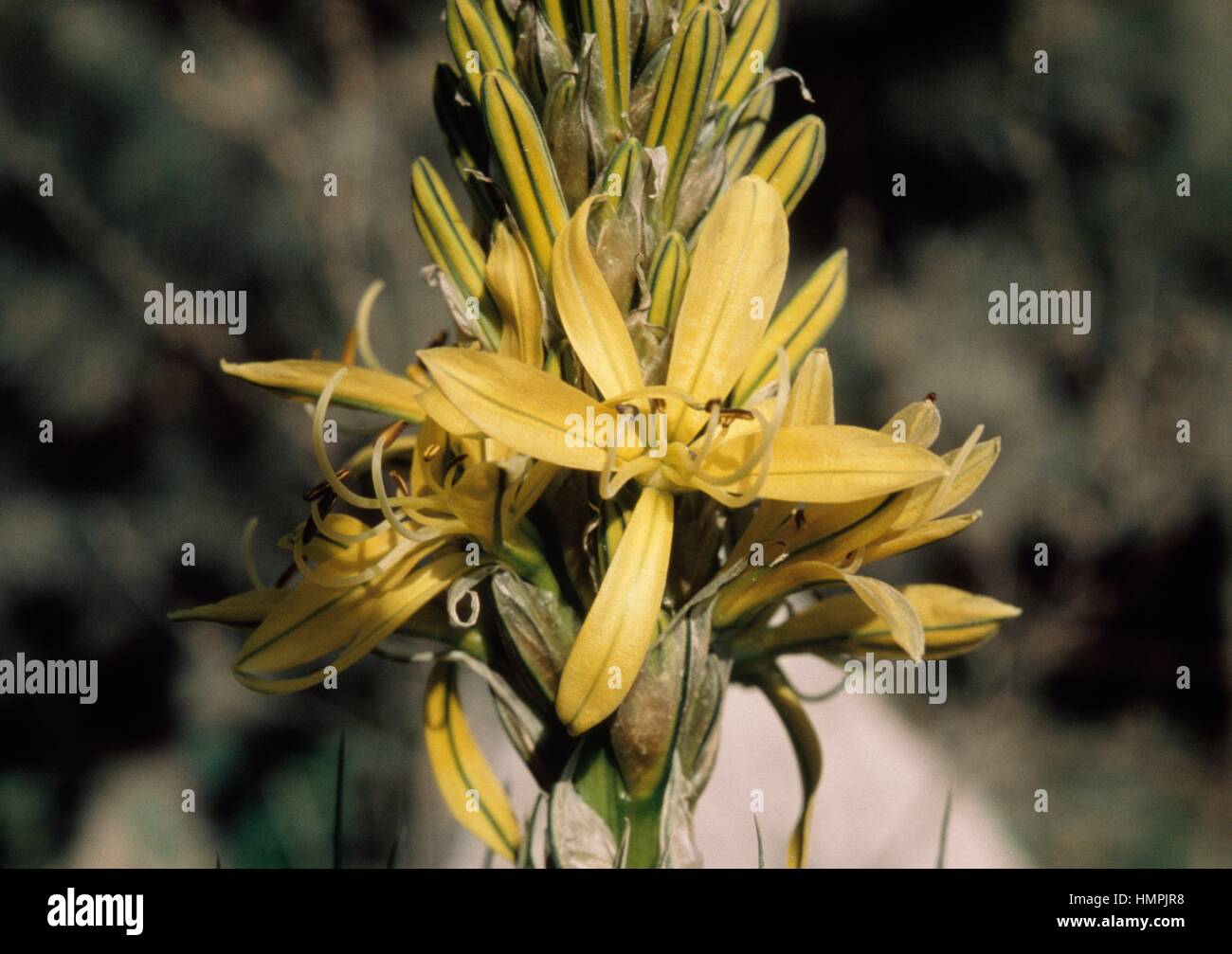 Des Königs Speer oder gelbe Asphodel (Asphodelus Luteus oder Asphodeline Lutea), Xanthorrhoeaceae. Stockfoto