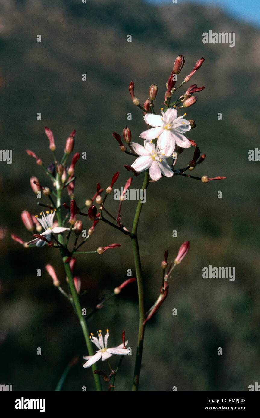 Kerry Lily (Simethis Mattiazzi oder Simethis Planifolia), Xanthorrhoeaceae. Stockfoto