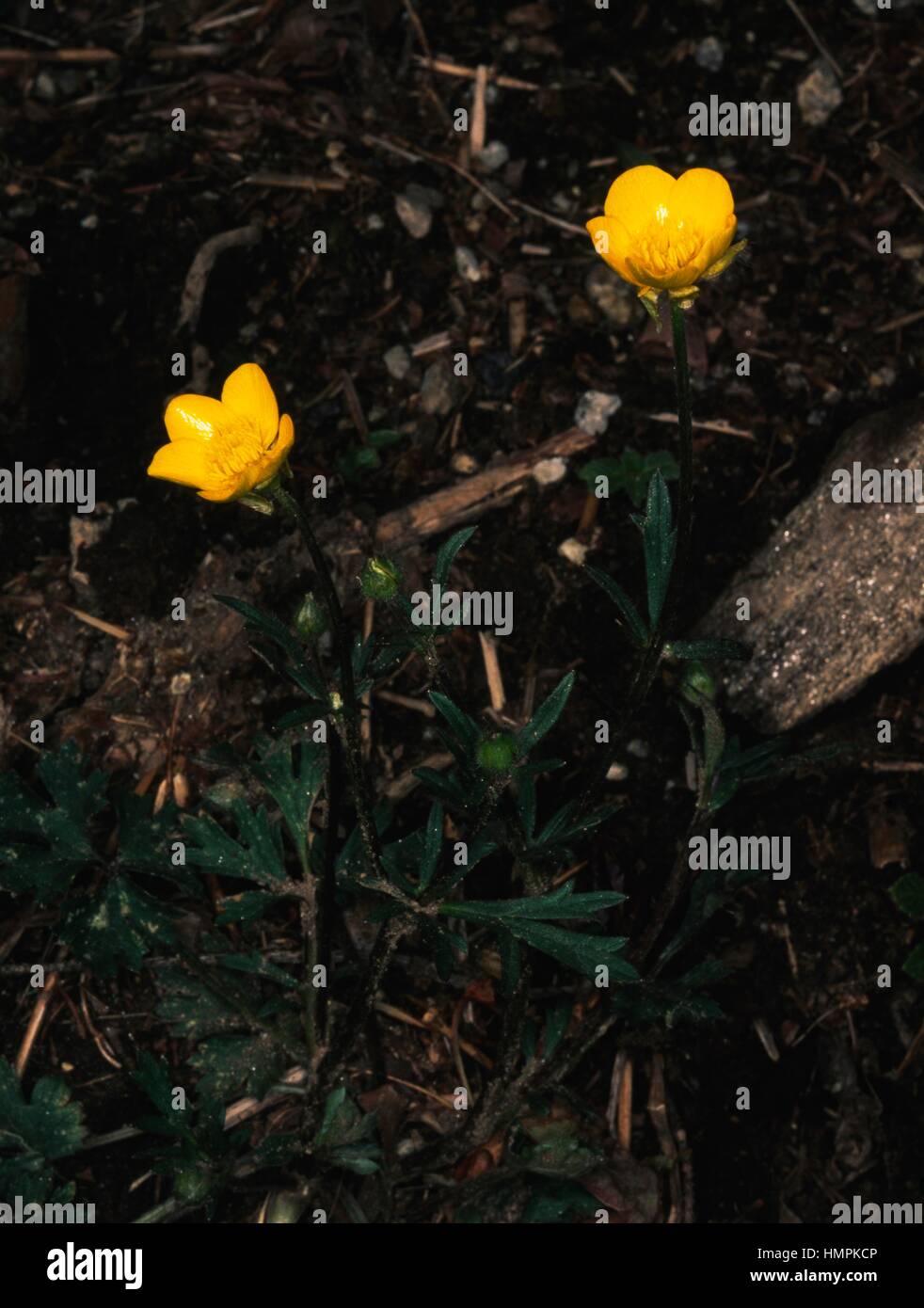 St. Anthony Rübe oder knolligen Hahnenfuß (Ranunculus Bulbosus), Butterblume. Stockfoto