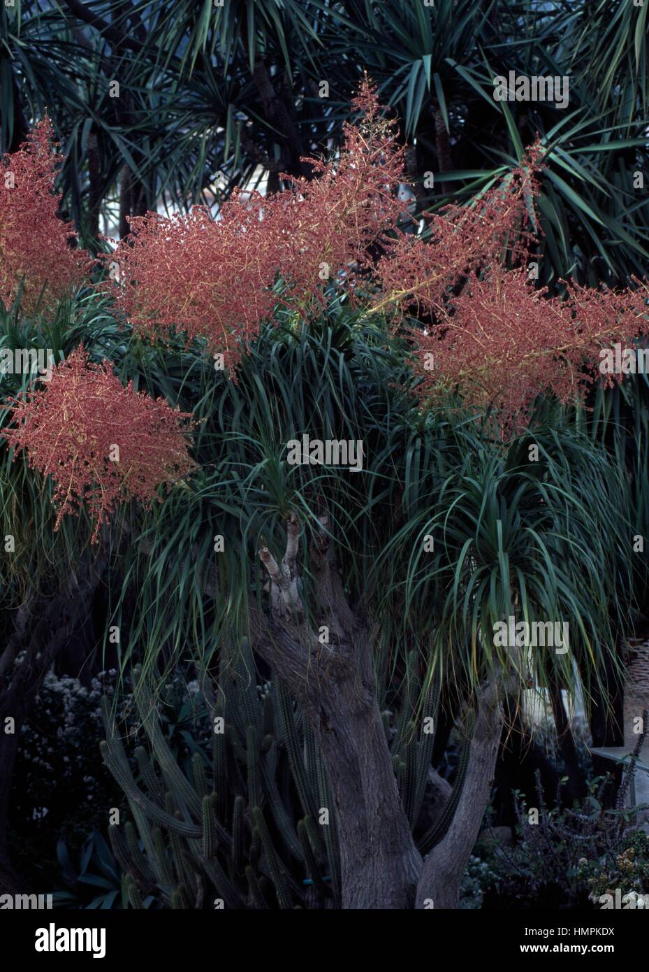 Der Elefantenfuß oder Pferdeschwanz Palm (Beaucarnea Recurvata), Asparagaceae. Stockfoto