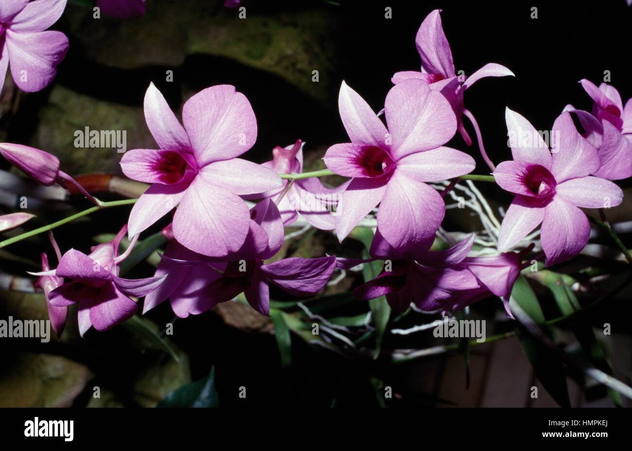 Boot Orchidee (Cymbidium sp), Orchidaceae. Stockfoto