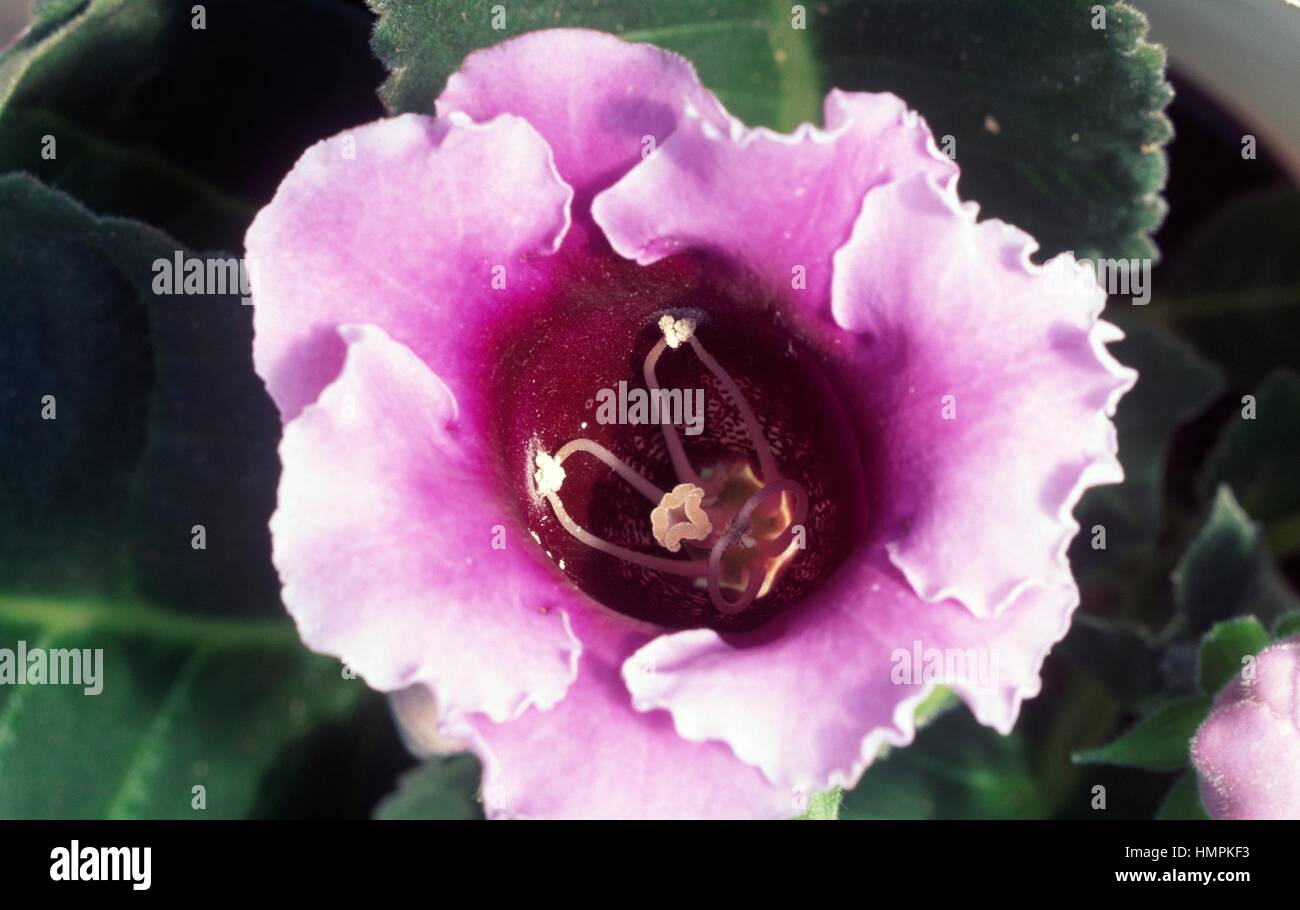 Blumengeschäft Gloxinia (Sinningia Speciosa oder Gloxinia Speciosa), Gesneriengewächse. Stockfoto