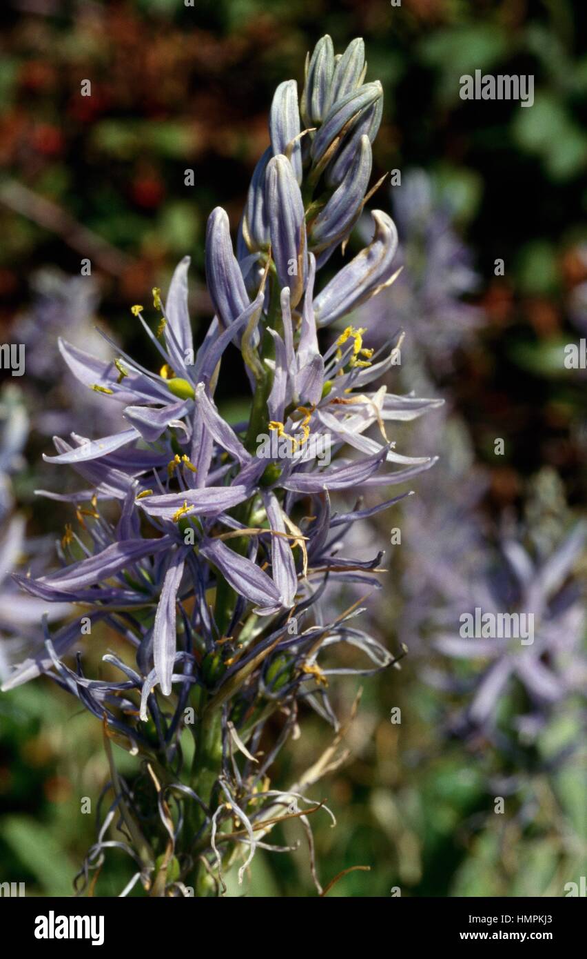 Cusick ist Camas (Camassia Cusickii), Asparagaceae. Stockfoto