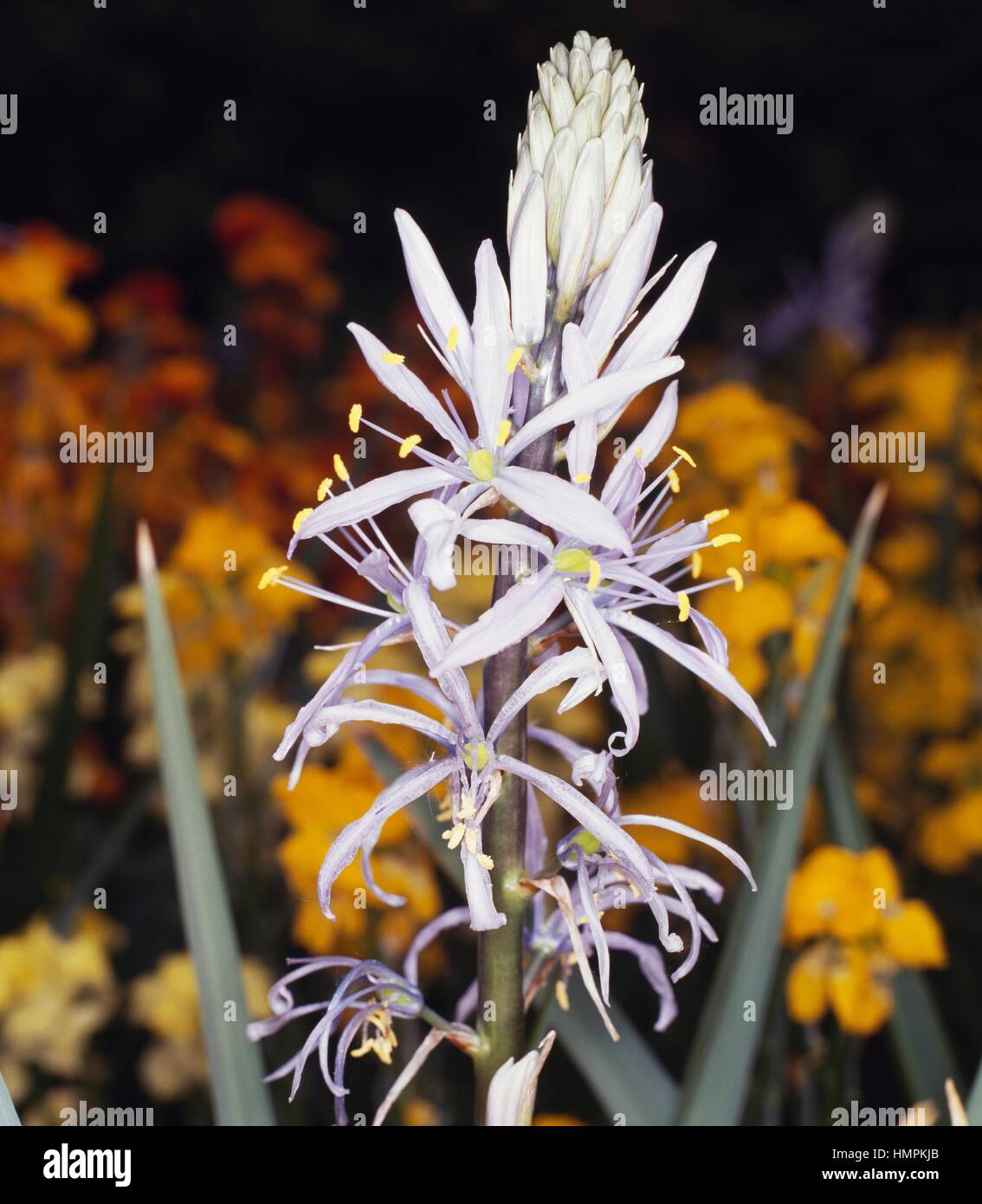 CUSSICK ist Camas (Camassia Cusickii), Asparagaceae. Stockfoto
