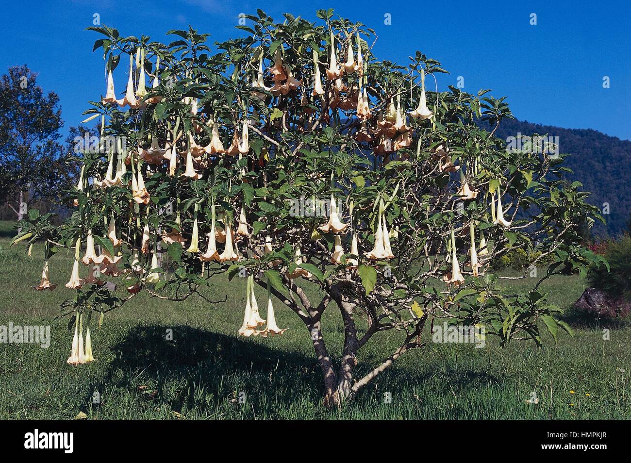 Engels Riss oder die Engelstrompete (Brugmansia versicolor), Solanaceae. Stockfoto