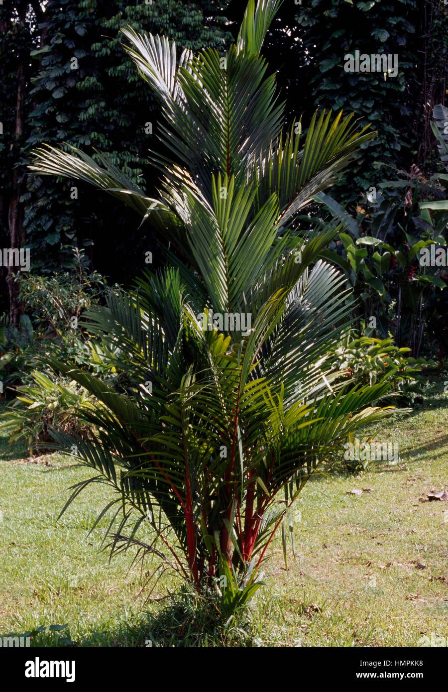 Rot Siegelwachs Palme oder Lippenstift-Palme (Cyrtostachys Renda), Palmsonntag. Stockfoto