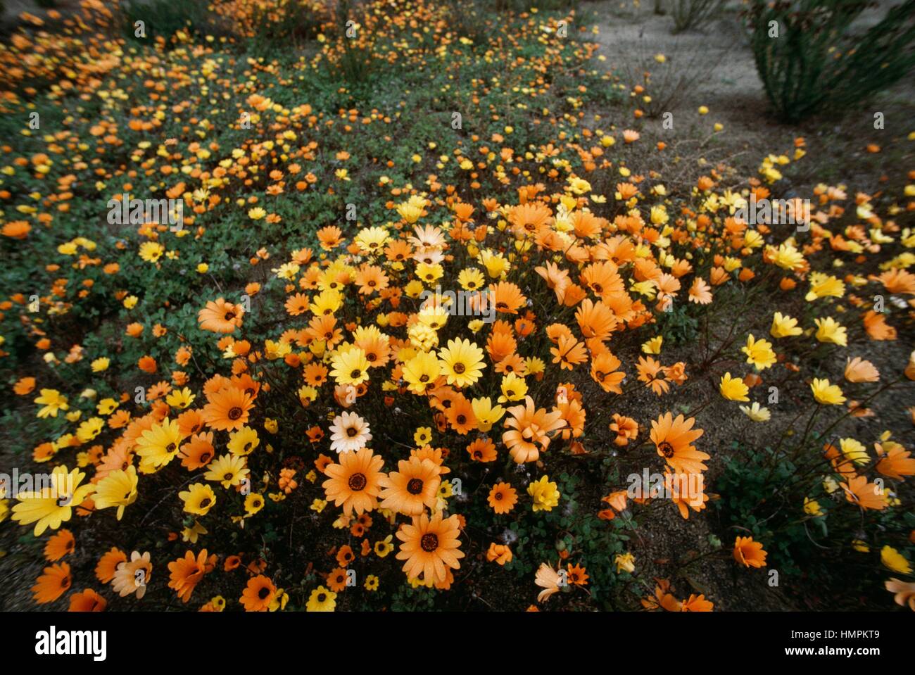 Blumenbeet in voller Blüte. Stockfoto