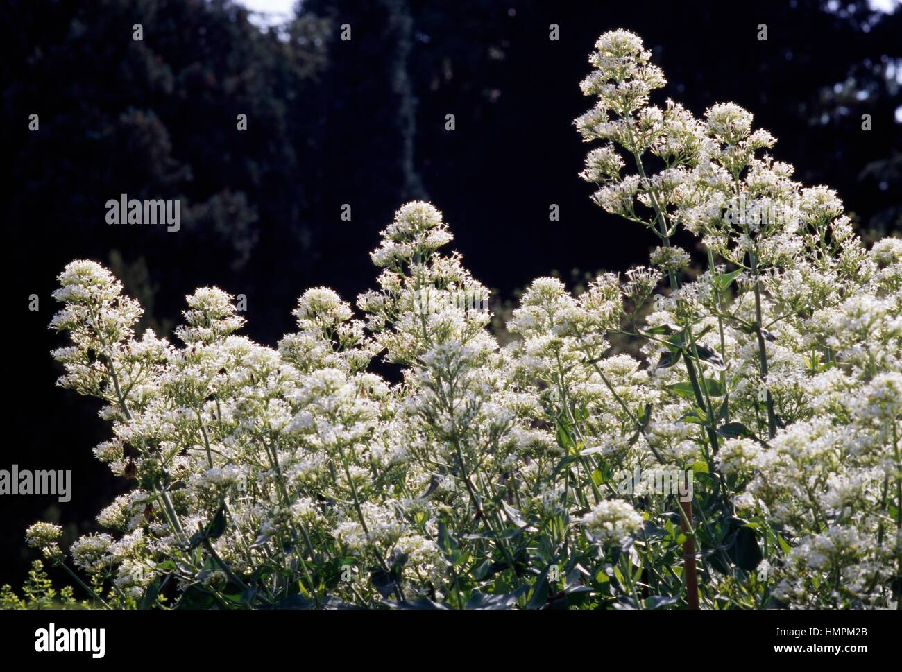 Weiße Baldrian (Centranthus Ruber Alba), Valerianaceae. Stockfoto