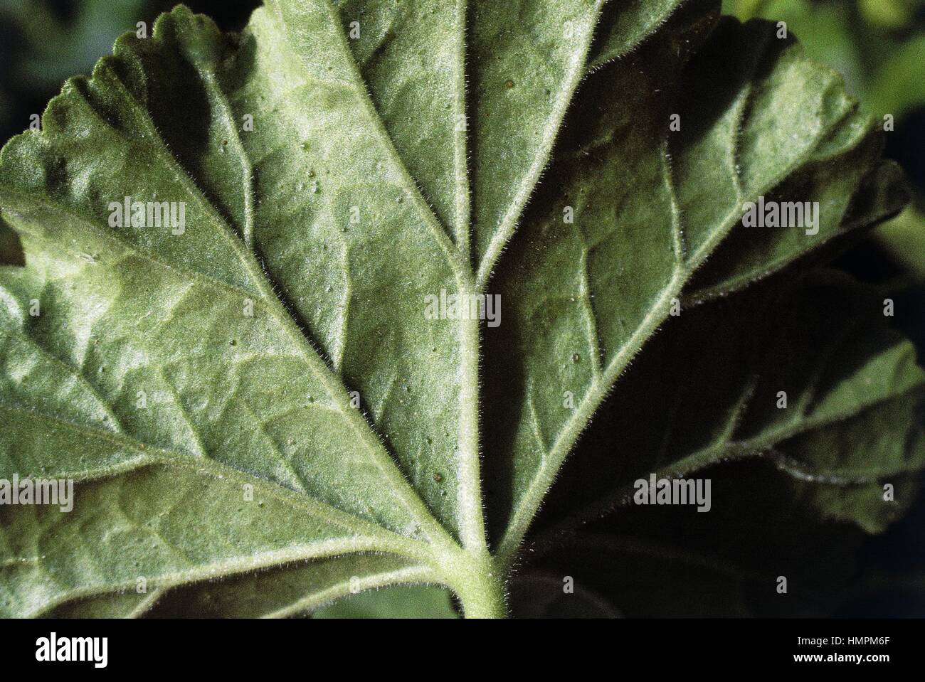 Rippen auf der Unterseite der Geranie (Pelargonium sp), Blatt Geraniacee. Stockfoto