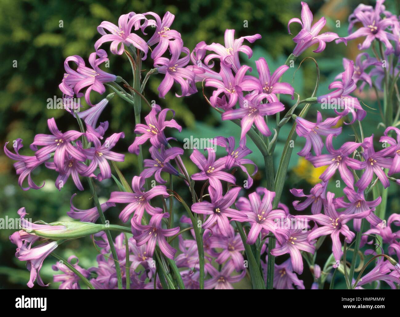 Sibirische Lilie oder Lavendel Berg Lilie (Ixiolirion Tataricum), Ixioliriaceae. Stockfoto