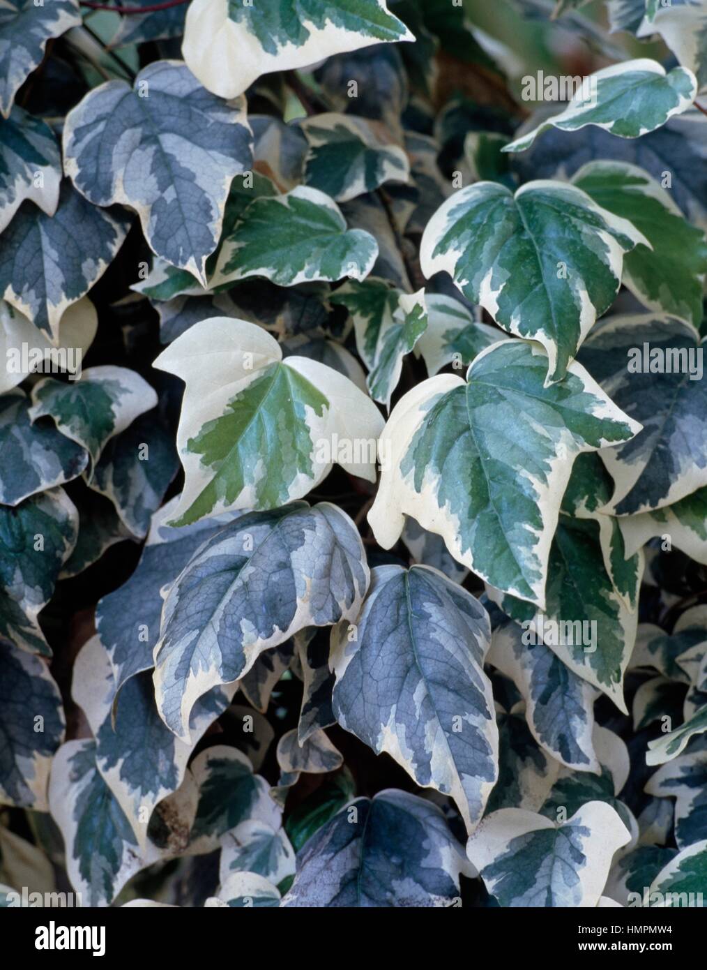 Hedera algeriensis variegata Fotos und Bildmaterial in hoher