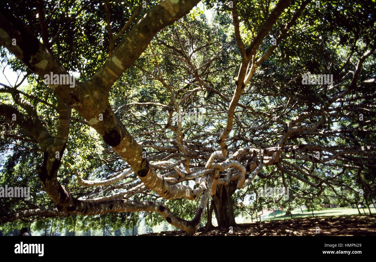 Weinende Figur oder Benjamin Fig, (Ficus Benjamina), Moraceae. Peradeniya Botanicial Garten, Kandy, Sri Lanka. Stockfoto