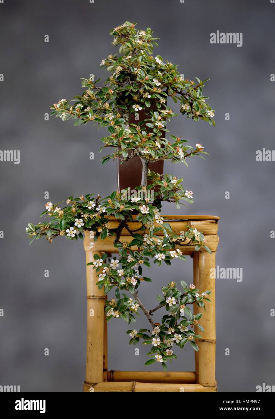 dracena plant Dracaena Lemon Lime main image 0