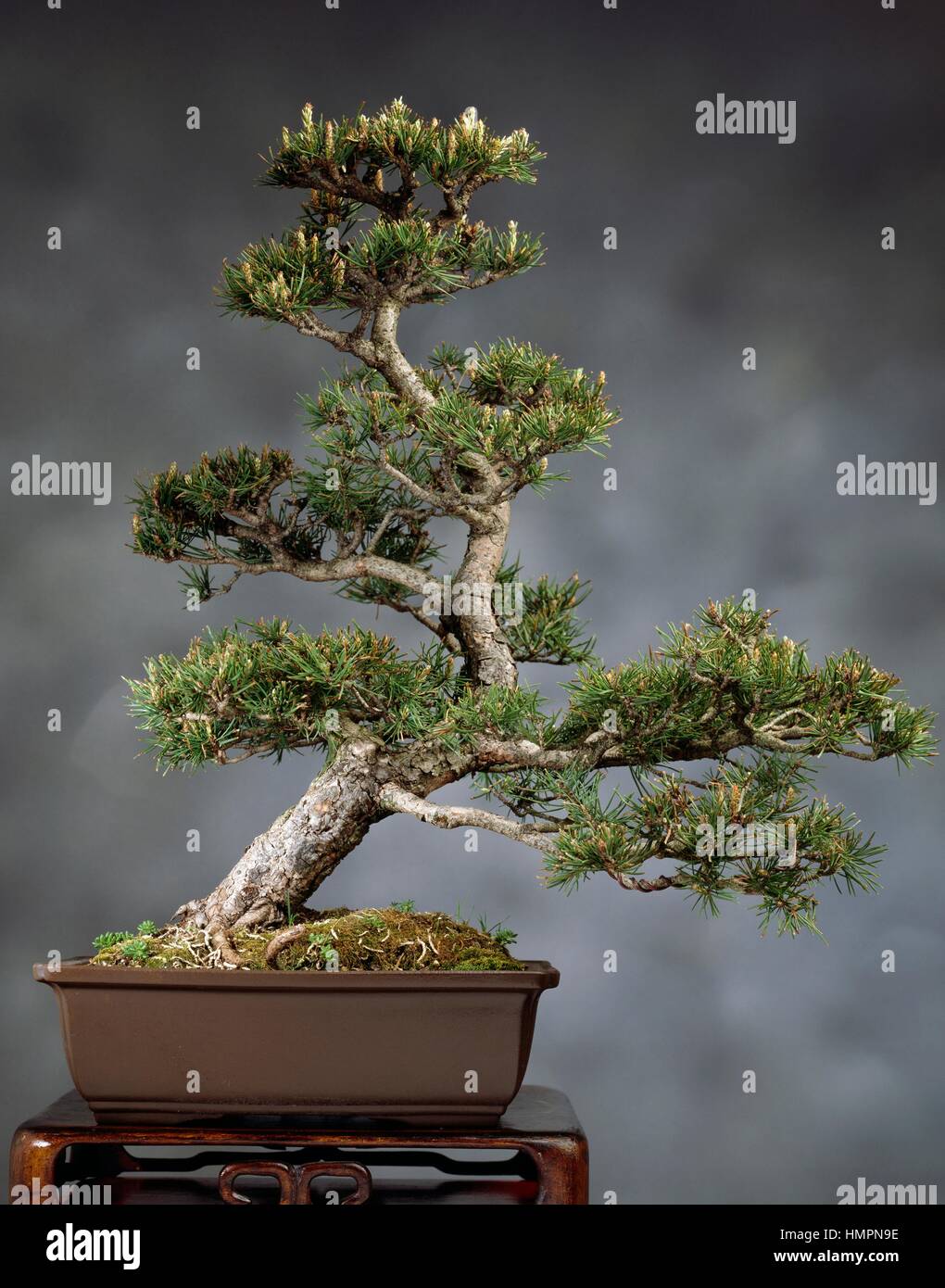 Bonsai Kiefer (Pinus Sylvestris), Tannenbäumen Stockfotografie Alamy
