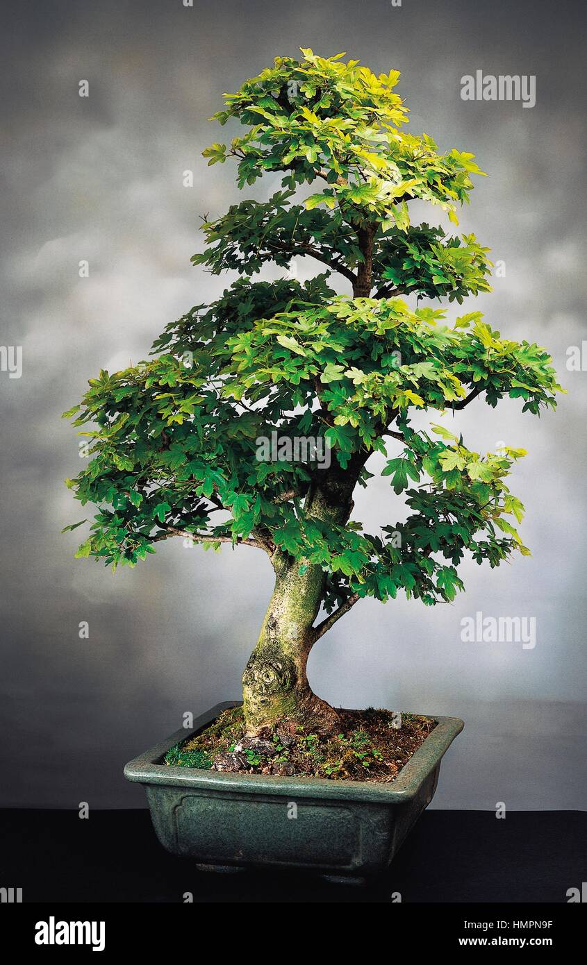 Feld ahorn bonsai acer campestre -Fotos und -Bildmaterial in hoher  Auflsung  Alamy
