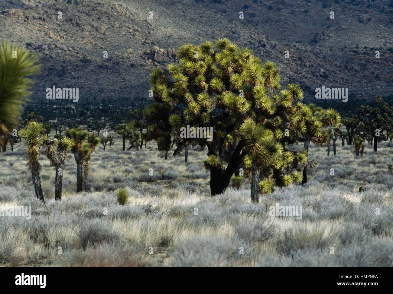 Joshua Tree oder Yucca-Palme (Yucca Brevifolia), Asparagaceae, Joshua Tree Nationalpark, Kalifornien, Vereinigte Staaten von Amerika. Stockfoto