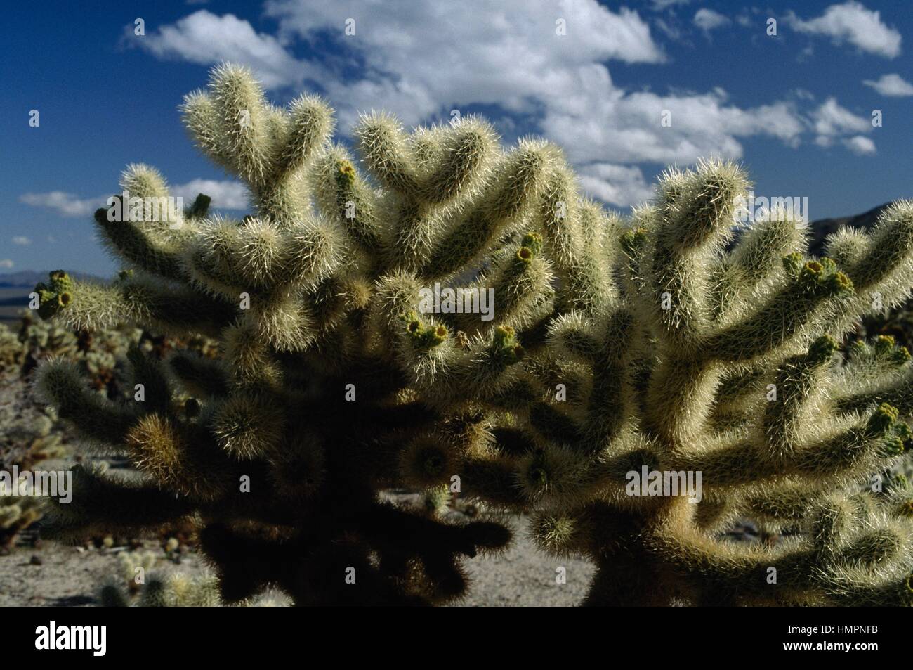 Joshua Tree oder Yucca-Palme (Yucca Brevifolia), Asparagaceae, Cholla Cactus Garden, Joshua Tree Nationalpark, Kalifornien, Vereinigte Staaten von Amerika. Stockfoto