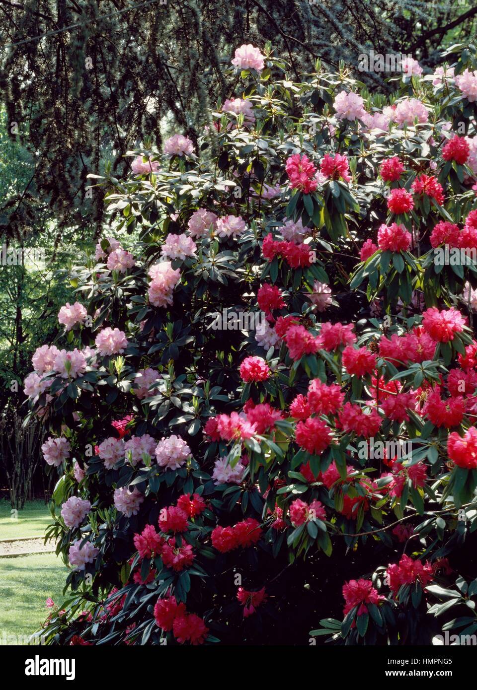 Rhododendron (Rhododendron sp), Ericaceae. Stockfoto