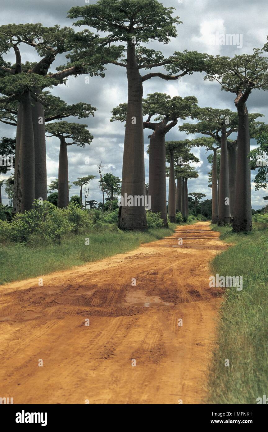 Madagaskar.  Allee der Baobabs, Morondava Stockfoto