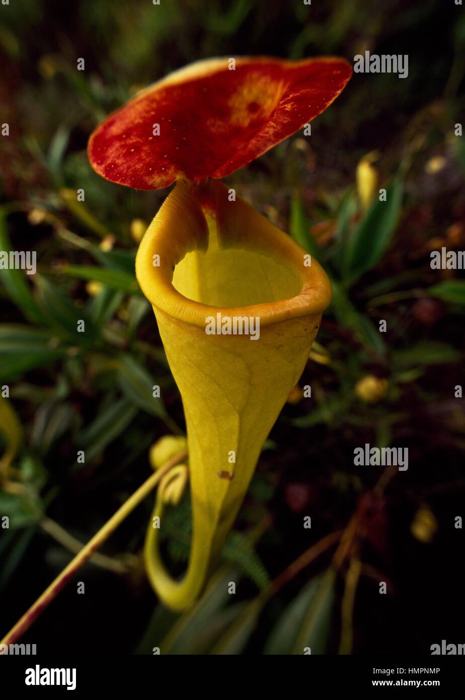 Kannenpflanze (Nepenthes sp), fleischfressende Pflanze. Madagaskar. Stockfoto