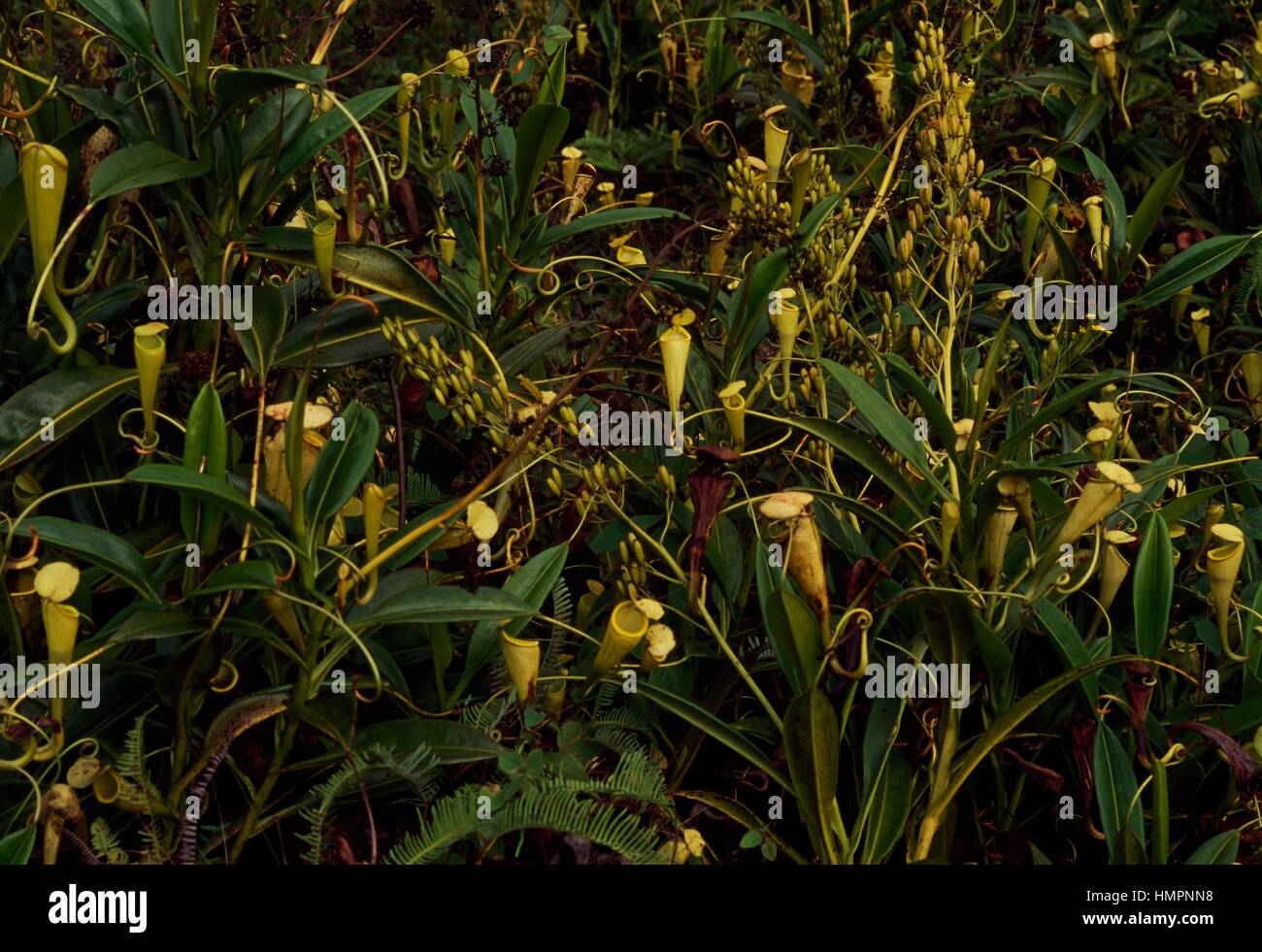 Kannenpflanze (Nepenthes sp), fleischfressende Pflanze. Madagaskar. Stockfoto