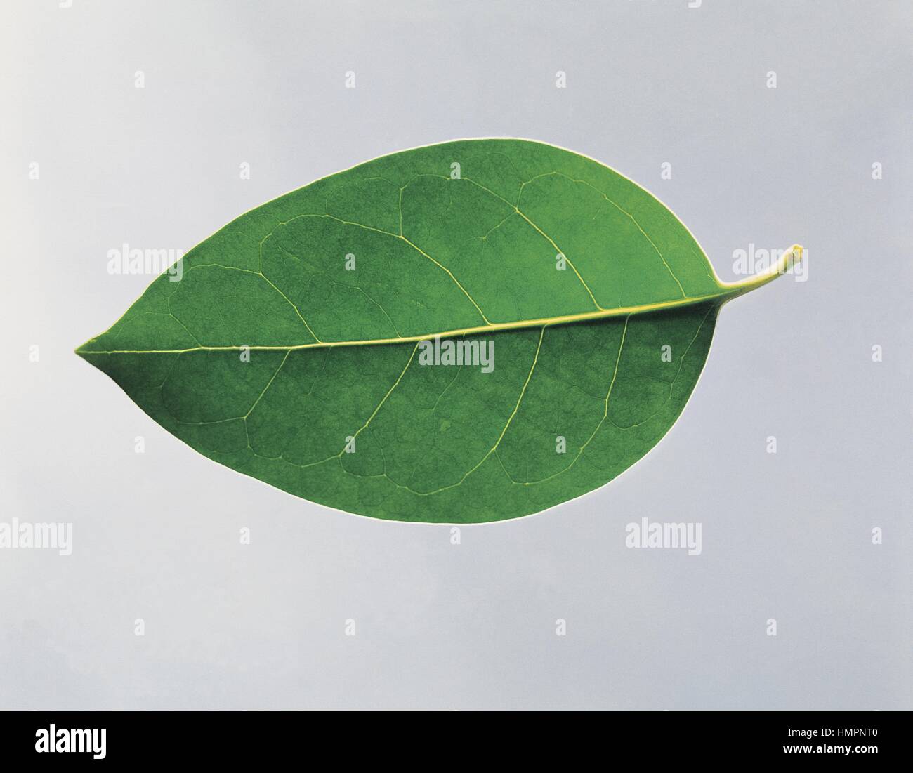 Botanik - Oleaceae. Glnzender Liguster (Ligustrum Lucidum). Einfaches Blatt  glatt-Margin Stockfotografie - Alamy