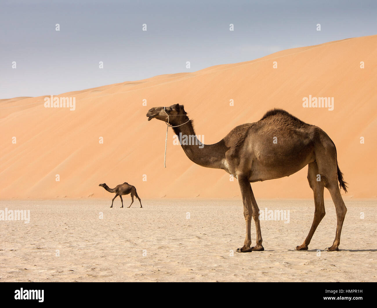 zwei Kamele unter einer Düne Stockfoto