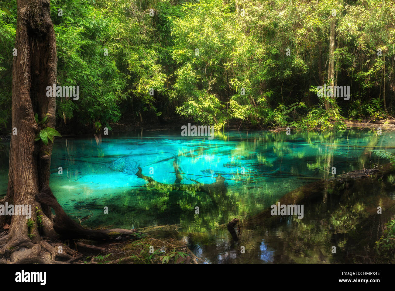 Blauen Pool im Emerald Pool ist unsichtbare Pool im Mangrovenwald in Krabi in Thailand. Stockfoto