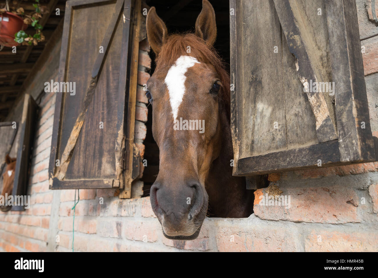 Pferd mit Kopf auf stabile Fenster in Cuenca Ecuador Stockfoto