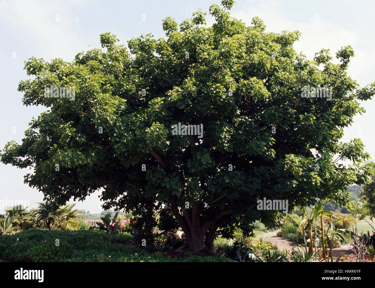 Erythrina Caffra, Fabaceae Leguminose. Stockfoto