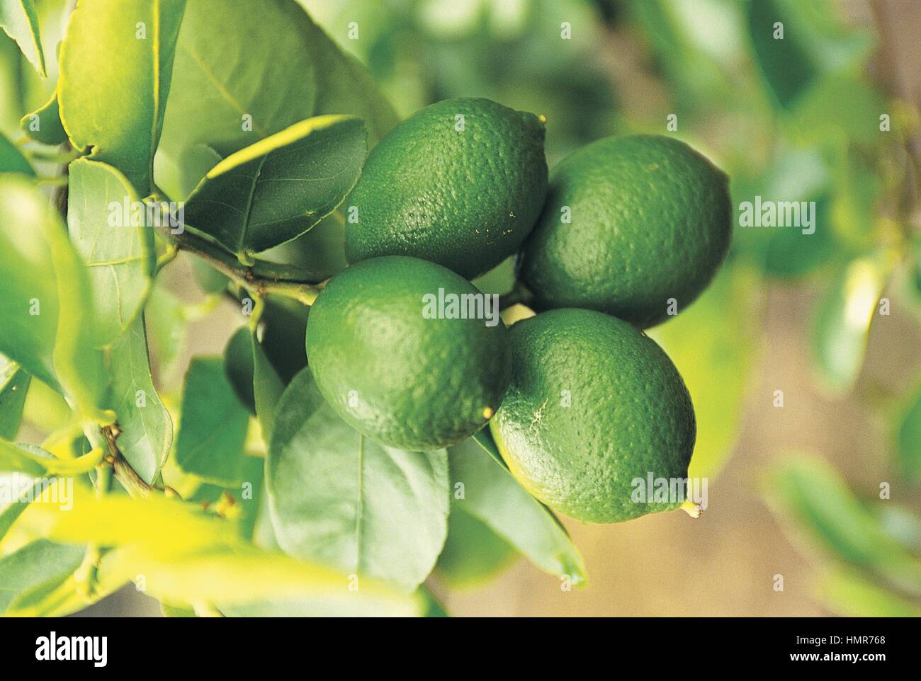 Botanik - Rutaceae - Key Lime (Citrus Aurantifolia) Stockfoto