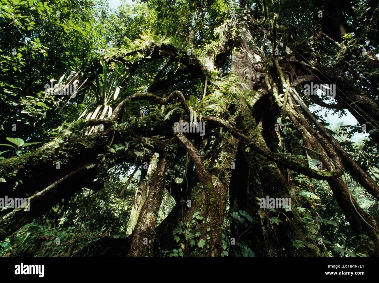 Mesoamerikanischen Regenwald, Selva Lacandona, Chiapas, Mexiko. Stockfoto
