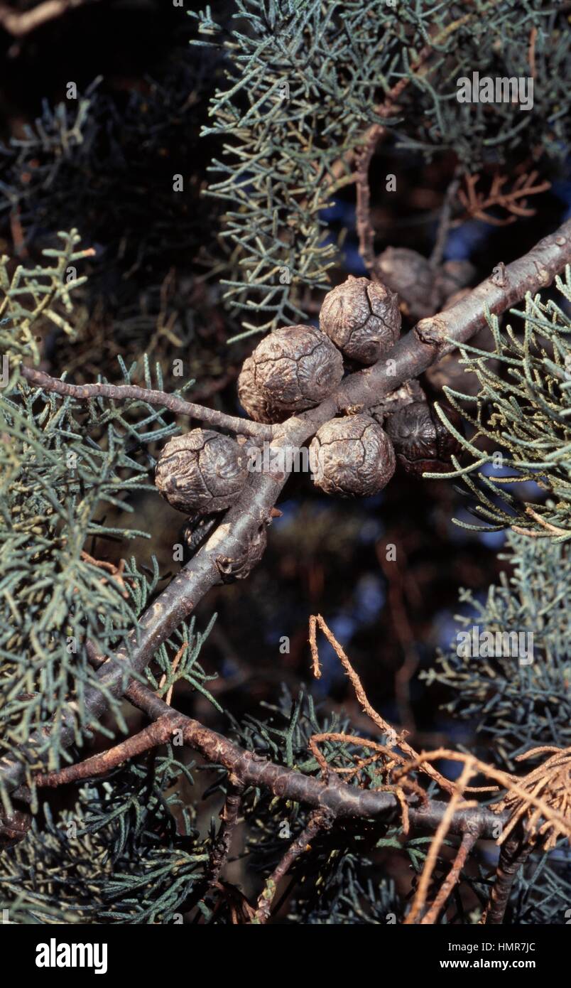 Arizona Zypresse Blätter und Zapfen (Cupressus Arizonica), Cupressaceae. Stockfoto