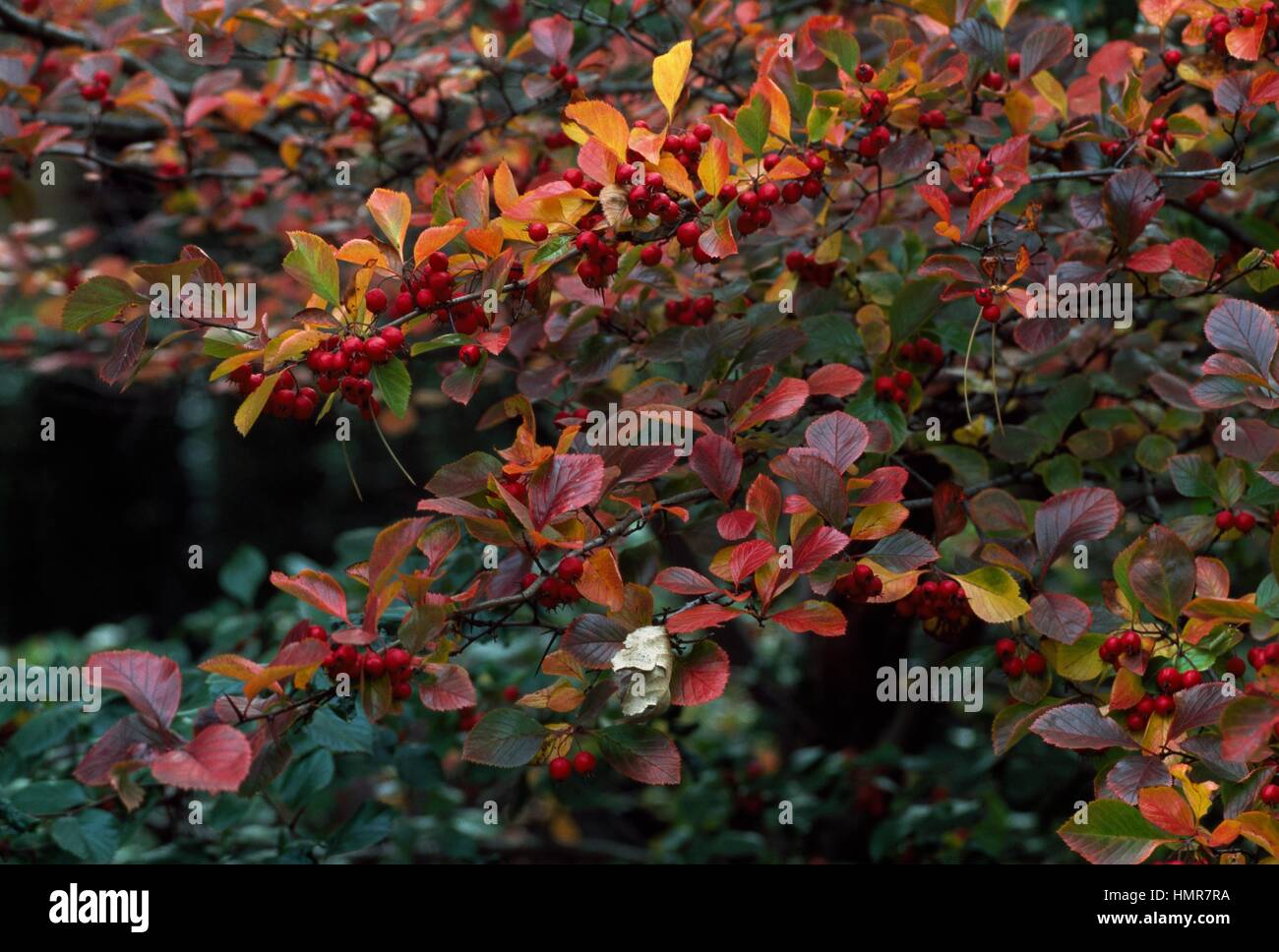 Crataegus Crus Galli Fotos Und Bildmaterial In Hoher Auflosung Alamy