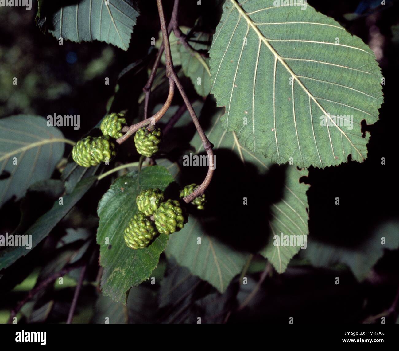 Schwarz-Erle Blätter und Früchte (Alnus Incana), Betulaceae. Stockfoto