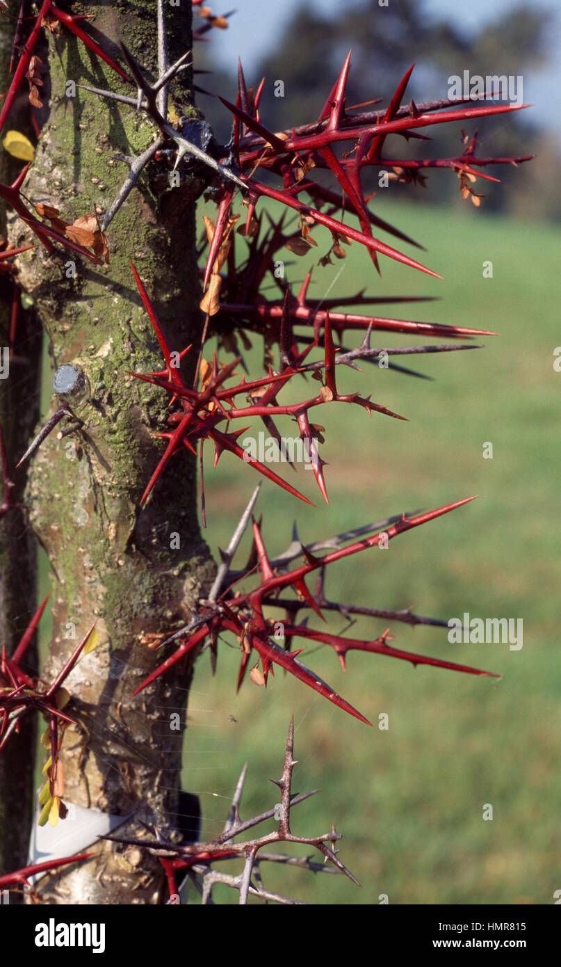 Caspian Locust Stamm mit Stacheln (Gleditsia Caspica), Fabaceae Stockfotografie Alamy