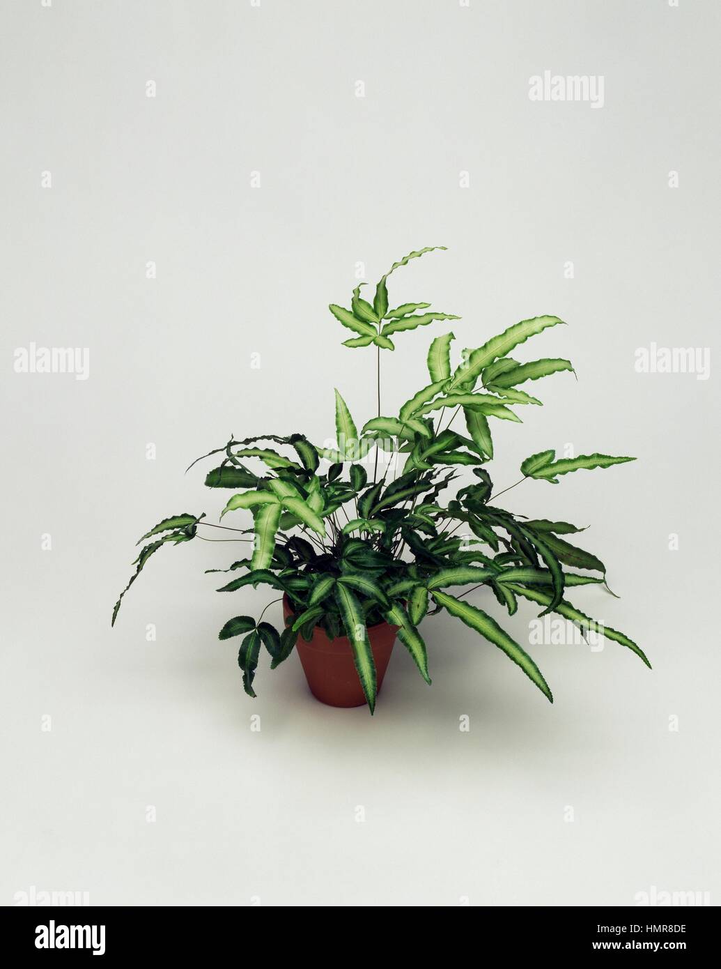 Kretische Farn oder kretischen Bremse Farn (Pteris Cretica Albolineata),  Pteridaceae Stockfotografie - Alamy