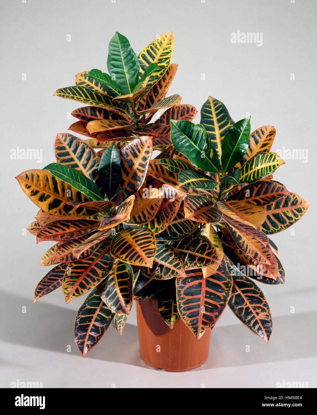 Croton Codiaeum Variegatum Euphorbiaceae Stockfotos und bilder Kaufen