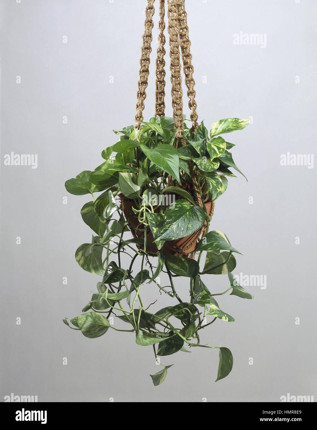 chinesische zimmerpflanzen Pilea peperomioides (Ufo-Pflanze / Chinesischer Geldbaum) – Jungle Leaves main image 1