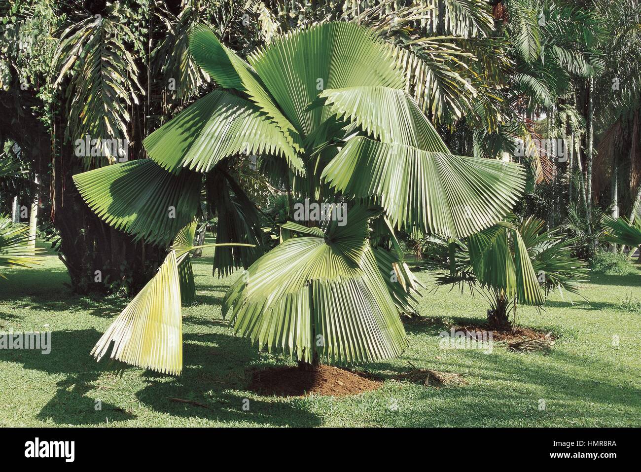 Botanik - Palmsonntag. Ventilator-Blatt Palm Licuala elegans Stockfoto