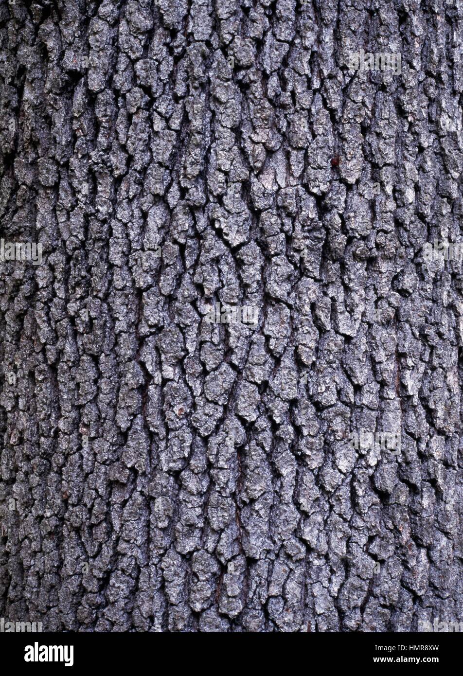 Daimyo Eiche Rinde (Quercus Dentata), Fagaceae. Stockfoto