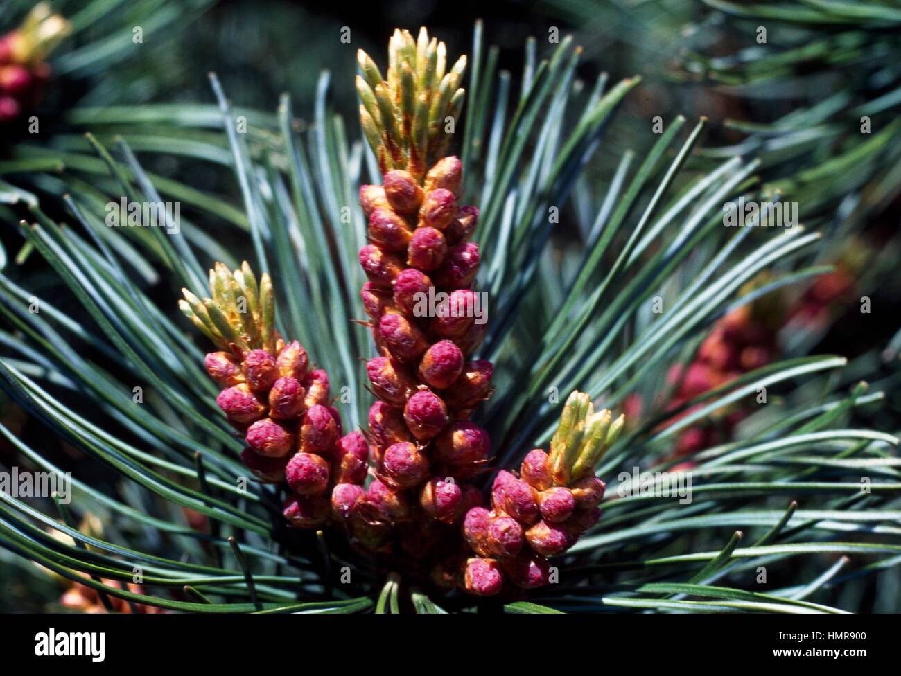 Zirbe Blätter und Zapfen (Pinus Cembra), Tannenbäumen. Stockfoto