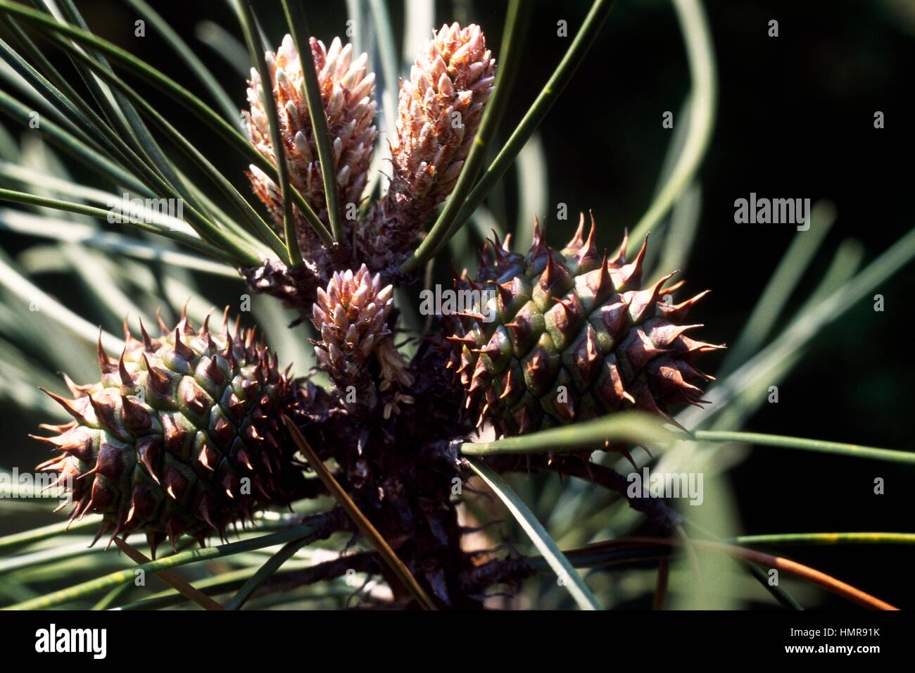 Bishop Kiefer Blätter und Zapfen (Pinus Muricata), Tannenbäumen. Stockfoto