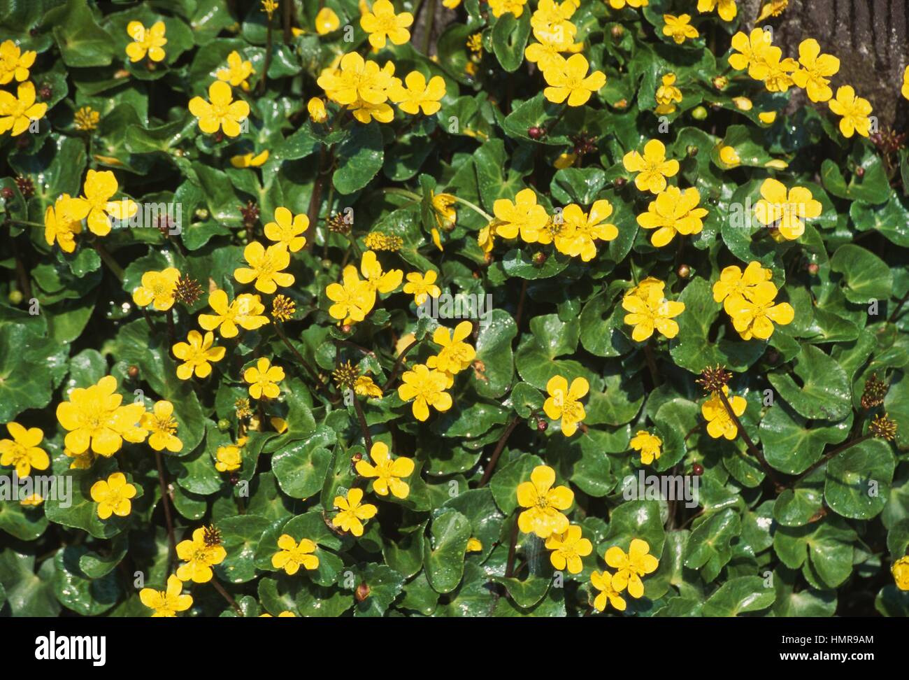 Sumpfdotterblumen oder gelbe Marsh Marigold (Caltha Palustris), Butterblume. Stockfoto