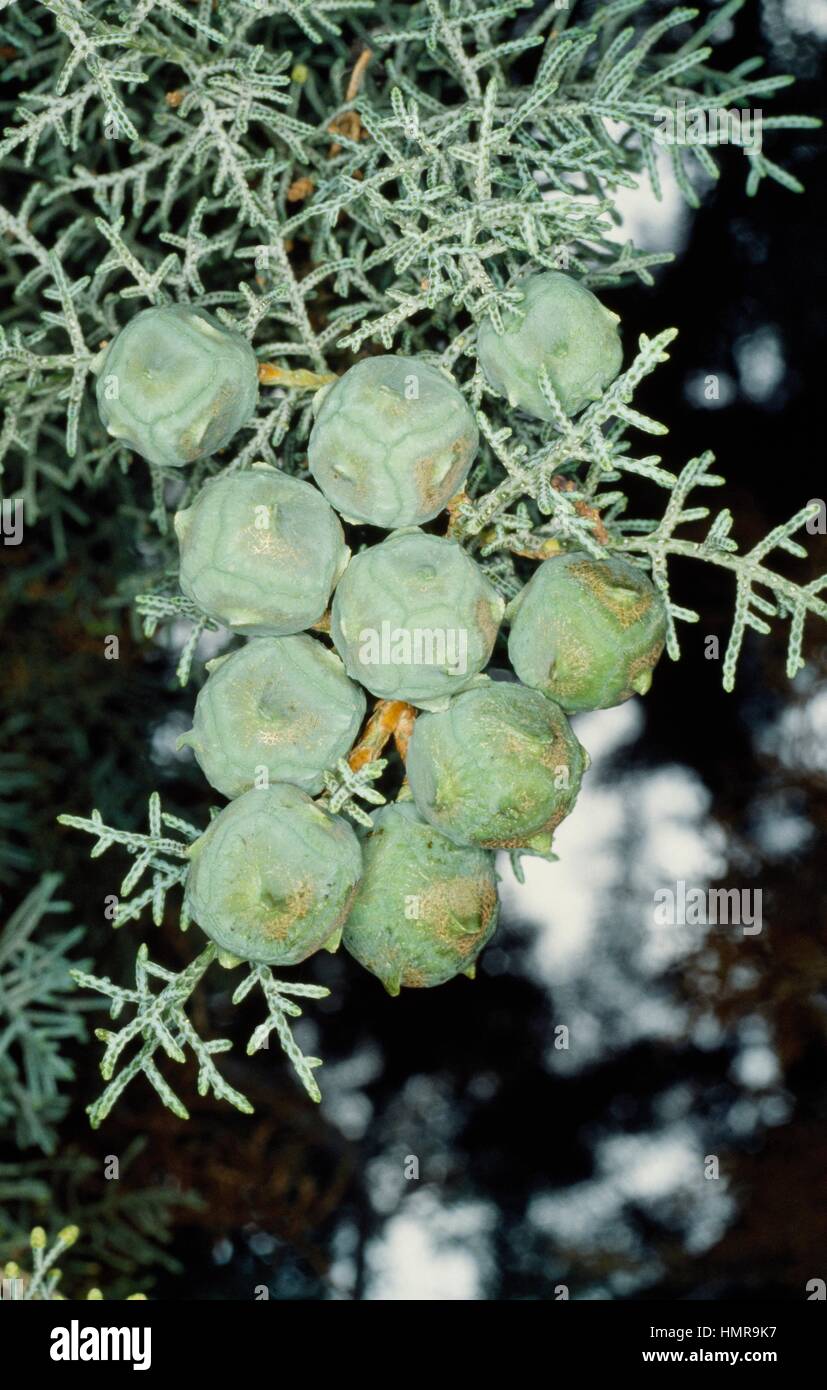 Kegel Arizona glatte Rinde Zypressen (Cupressus Glabra), Cupressaceae. Stockfoto